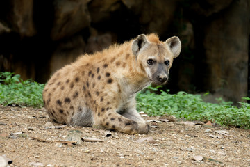 Hyena