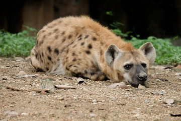 Obraz premium Hyena
