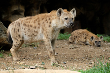 Hyena