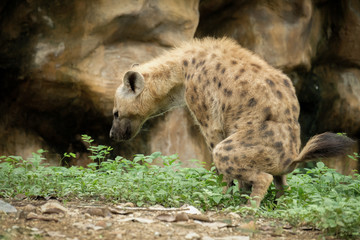 Hyena