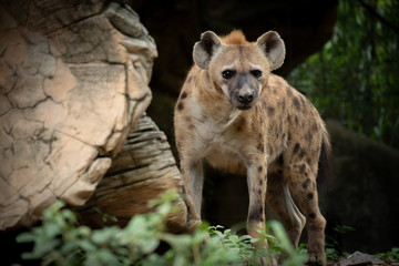 Hyena