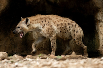 Naklejka premium Hyena