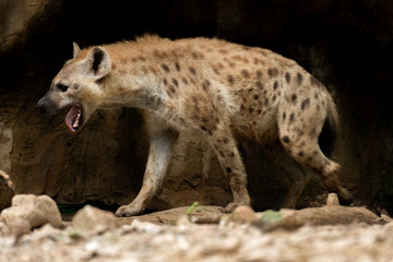 Fototapeta premium Hyena