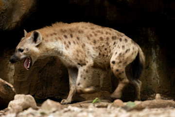 Hyena