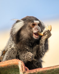 Beautiful Monkey Sagui eating toast in a roof at Ilha Grande - Rio de Janeiro