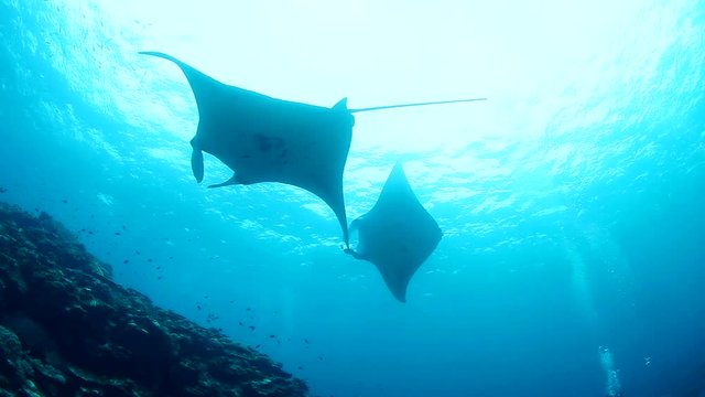 Manta ray fish swimming underwater, Okinawa Prefecture, Japan