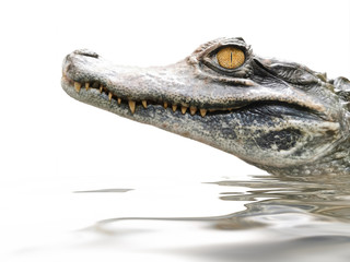 crocodile portrait isolated on white
