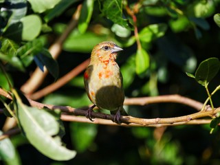 Yellow and red fody bird