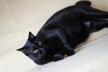 猫と遊んだ