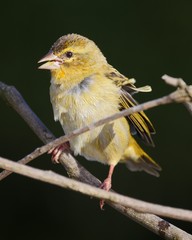 Cute yellow bird perching 