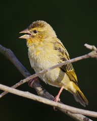 Close up of a yellow bird