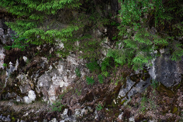 Green trees on marble rocks