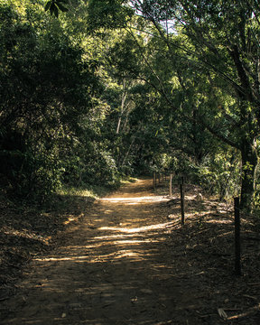 Patheway in the green and sunny florest