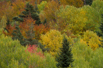 Fototapeta premium Autumnal forest with its colors.
