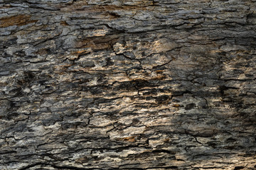 Old Wood Tree Texture Background Pattern