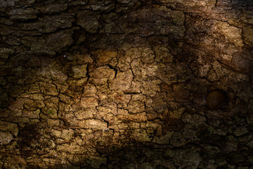 Old Wood Tree Texture Background Pattern