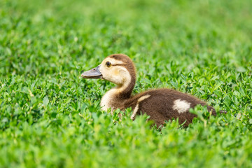 duckling on the grass