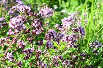 Blooming oregano in the garden