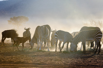 Common Duiker, mountain zebra, blue wildebeest and Elands eating grass early in the morning in the Namib Desert, Namibia