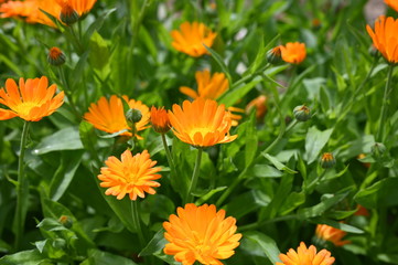 Calendula flowers in the garden
