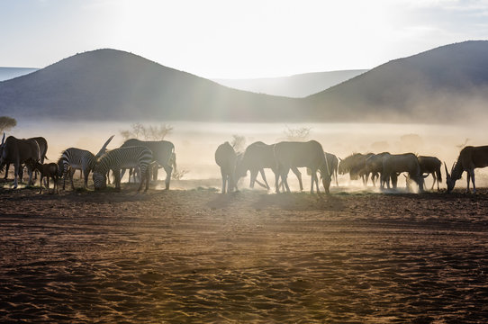 Common Duiker, Mountain Zebra, Blue Wildebeest And Elands Eating Grass Early In The Morning In The Namib Desert, Namibia