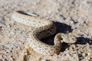 Sidewinder snake close up