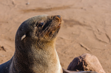 Naklejka premium Cape fur seal, Cape Cross, Namibia