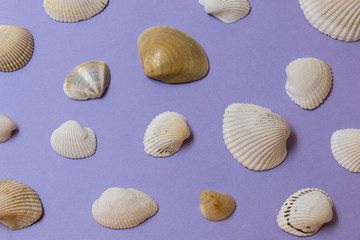 Many scallops and shells irregularly placed on a purple background top view