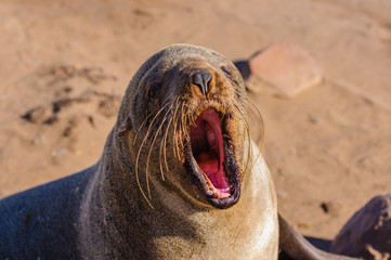 Female cape fur seal opens her mouth fully, Cape Cross, Namibia