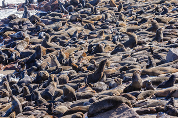 Some of the 250,000 Cape fur seals at Cape Cross, Namibia