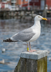 Seagull on a pole at a harbor