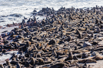 Some of the 250,000 Cape fur seals at Cape Cross, Namibia