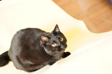 猫と遊んだ