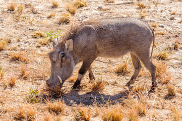 Male common warthog, Etosha National Park, Namibia