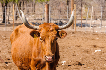 Herd of African long-horned cattle in a rustic enclosure, in a farm in Namibia