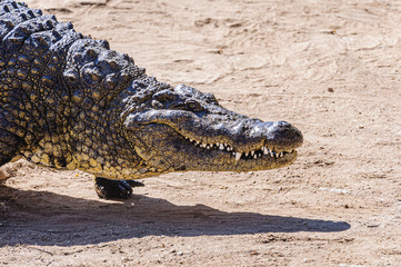 Head and teeth of a femalle Nile Crocodile (Crocodylus niloticus) as it walks across sand. Namibia