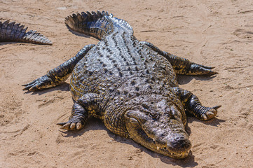 Osteoderms on the armoured skin on the back of a 1 tonne male Nile Crocodile (Crocodylus...