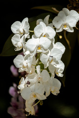 Fototapeta na wymiar White Orchid flower with dark background