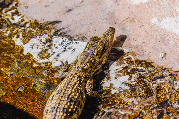 Very young Nile Crocodile (Crocodylus niloticus), Namibia