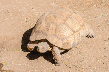 Angulate tortoise (Chersina angulata), Namibia