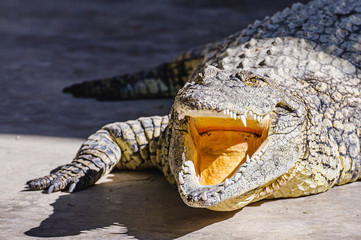 Nile Crocodile (Crocodylus niloticus) with its mouth open.  Namibia.