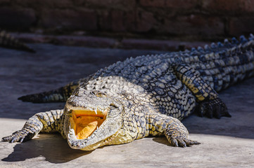 Fototapeta premium Nile Crocodile (Crocodylus niloticus) with its mouth open. Namibia.