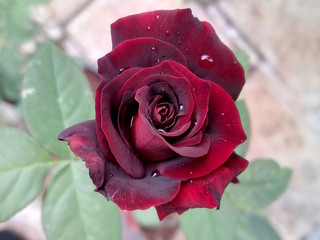 red rose in garden