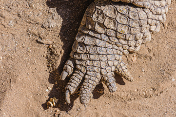 Obraz premium Claws on the foot of a 1 tonne male Nile Crocodile (Crocodylus niloticus), Namibia