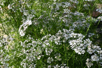 Blooming cilantro in the garden