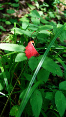 The red leaf a harbinger of autumn.