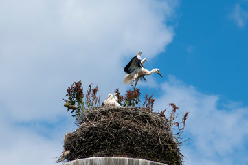 Stork birds on the nest on a beautiful day on the blue sky background