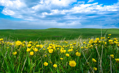 Beautiful summer landscape, yellow flower field on the hills