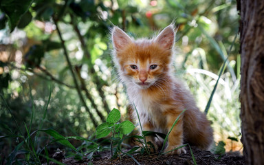 red kitten on the background of green grass just saw the light very small