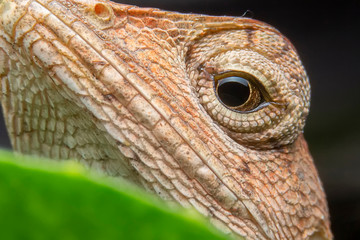 Close up of the Calotes versicolor or Oriental garden lizard on the Dry branches in the morning. The house lizard is looking at its victim under the leaves.